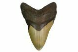 Fossil Megalodon Tooth - North Carolina #167028-1
